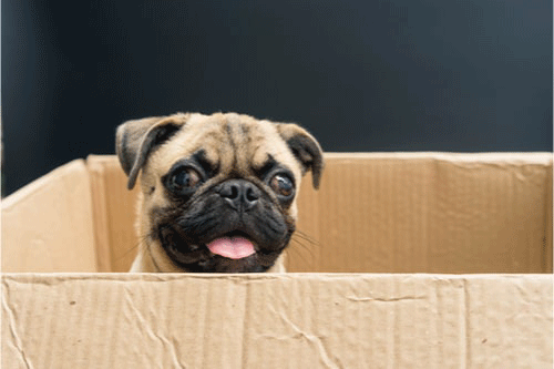 A Pug dog in a cardboard box