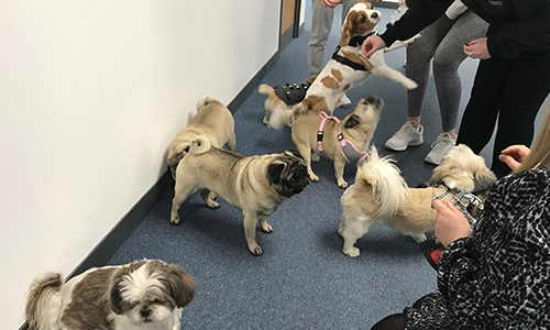 Interparcel dogs in office