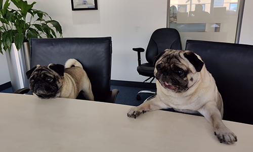 The pugs at the desk